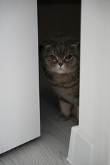 Scottish fold cat.
A breed of domestic cat with characteristic ears that are curved forward and downward, which is caused by the action of a dominant gene that arose as a result of a natural mutation 