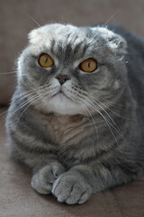 Scottish fold cat.
A breed of domestic cat with characteristic ears that are curved forward and downward, which is caused by the action of a dominant gene that arose as a result of a natural mutation 