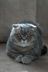 Scottish fold cat.
A breed of domestic cat with characteristic ears that are curved forward and downward, which is caused by the action of a dominant gene that arose as a result of a natural mutation 