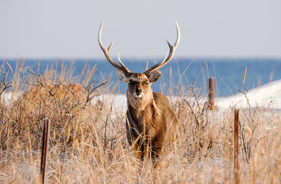 北海道のエゾシカ-Ezo sika deer (Cervus nippon yesoensis)-