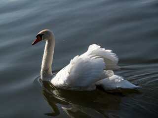 Mute swan (Cygnus olor) gracefully swimming on calm water. Elegant posture with arched neck and raised wings. Close-up wildlife photography © Maciej Bonk