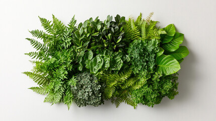 Fototapeta premium Lush green foliage arrangement showcasing various plants and leaves, creating vibrant and eco friendly aesthetic. Perfect for nature lovers and interior decor enthusiasts