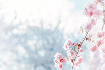 Soft blossoms sakura in spring garden. Beauty pink chinese cherry by blurred blue bokeh backdrop,...
