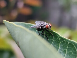 Flies with red eyes and thin wings perched on green leaves. This type is often seen flying in kitchens, cages and trash cans.