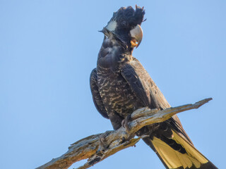 Common Brushtail Possum (Trichosurus vulpecula) in Australia