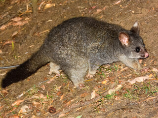 Common Brushtail Possum (Trichosurus vulpecula) in Australia