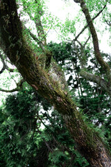 緑色の葉や着生植物に囲まれた大木