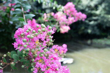 実をつけたピンク色の百日紅の花