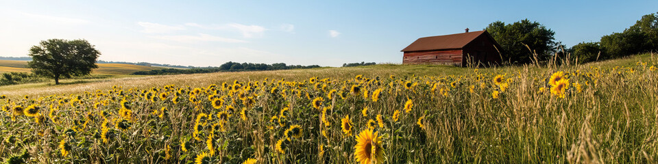 Fototapeta premium Sunflowers, Red Barn, and Field