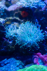 水族館の触手が光っている無脊椎動物のイソギンチャク