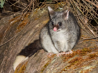 Common Brushtail Possum (Trichosurus vulpecula) in Australia