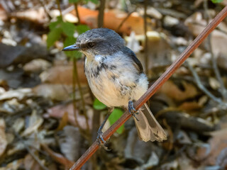 White-breasted Robin (Eopsaltria georgiana) in Australia