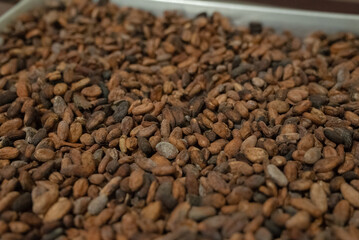 Dried fermented cocoa beans on a tray