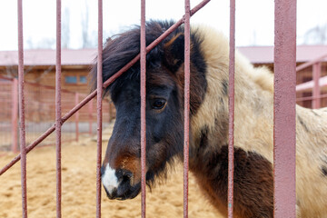 A small horse is looking through a fence