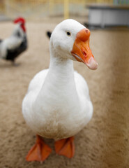 A white duck is standing on the ground with its head up