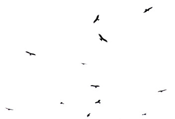 A flock of birds in flight isolated on a white background