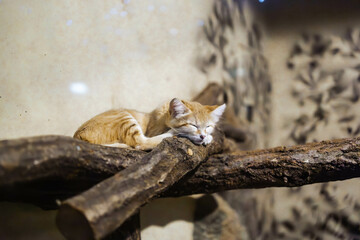 動物園のスナネコ