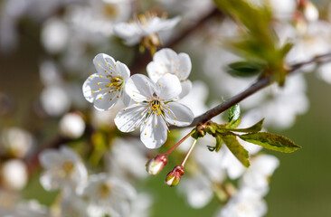 A close up of a tree branch with white flowers
