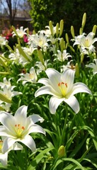 Fototapeta premium A bright display of white lilies in full bloom, attracting bees and showcasing the beauty of nature, perfect for spring-themed projects or gardening enthusiasts.