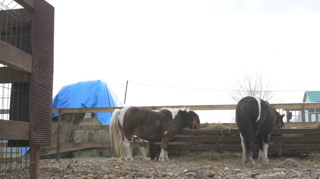 Little pony on an animal farm, horses in a stall at the zoo