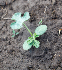 A small plant is growing in the dirt
