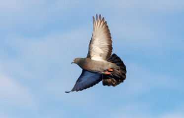 A pigeon is flying in the sky with its wings spread out