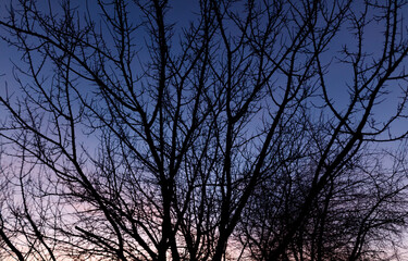 A tree with no leaves is silhouetted against a blue sky