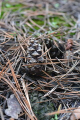 Natural pinecone surrounded by fallen pine needles in a serene forest setting