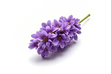 Delicate Purple Flowers on White Background