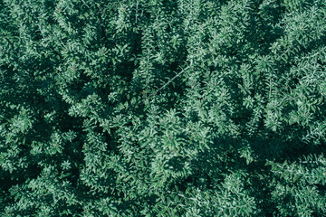 一面の緑の植物