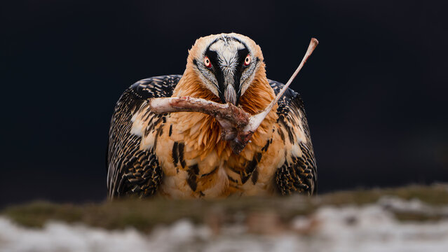 Adult bone snapping vulture watching camera with bone in beak