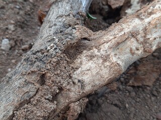 Termite emerging from a hole in a tree branch. This wood has been eaten by termites. The insect's pale body contrasts with the dark, earthy colors of the branch and soil.
