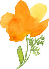 Watercolor California poppy loose illustration