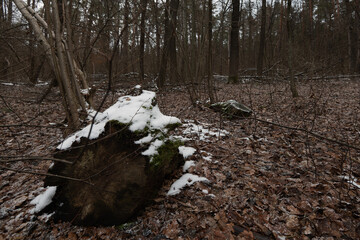 Snow-covered stump in winter forest among fallen dry leaves