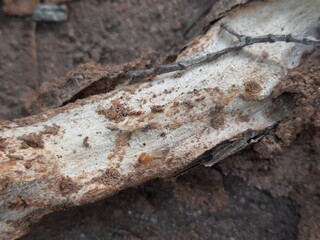 Termite emerging from a hole in a tree branch. This wood has been eaten by termites. The insect's pale body contrasts with the dark, earthy colors of the branch and soil.
