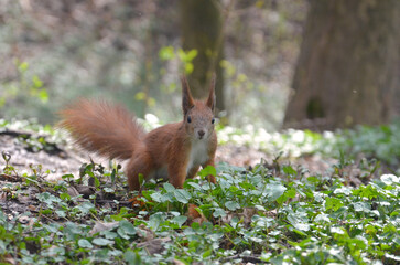Portrait of wild redhead squirrel with white tummy  in the spring forest.Wild fauna,squirrel in spring concept.Free copy space.