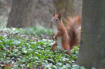Cute redhead squirrel with white tummy standing on hind legs near tree trunk in spring forest. Closeup portrait of wild red squirrel in the forest.in springtime. Free copy space.