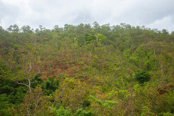 Obraz premium Vegetation of plants growing in tropical forests in Municipal Aileu in Timor Leste. These plants dominate the types of trees in the forests and mountains of Timor Leste. The type of tree is Eucalyptus