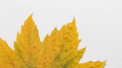 Photos of various flowers, plants and leaves for the background.