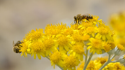 Photos of various flowers, plants and leaves for the background.