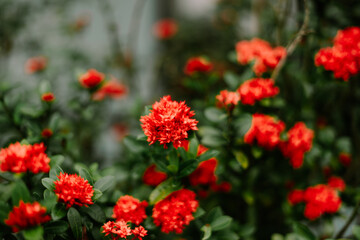 Vibrant Ixora Blooms, A Lush Display of Scarlet Beauty and Verdant Greenery