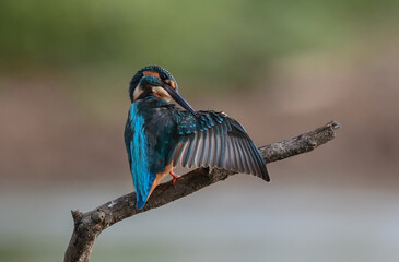 The kingfisher is perched on a branch, grooming its feathers.