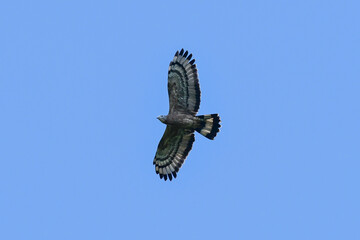 Crested Serpent-eagle is flying in the sky, searching for prey as food.