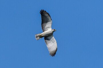 The hawk is flying in the sky, searching for prey as food.