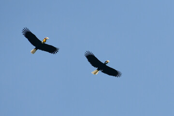 Wreathed Hornbill, Rhyticeros undulatus is flying in the sky above Khao Yai National Park in Thailand.