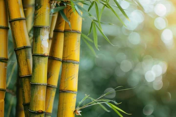 Fototapete Golden bamboo stalks stand tall, vibrant green leaves sway gently in the sunlight, creating a serene natural scene. © darshika