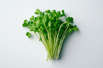 Obraz premium Fresh sprouts arranged beautifully on a plain background for healthy living isolated on white background.
