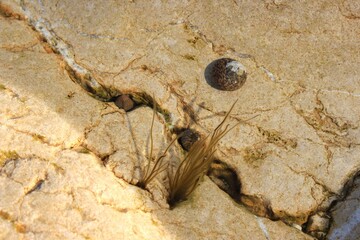 a small tuft of brown algae attached to a rock