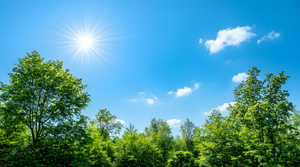 Scenic sunny forest backdrop with blue sky and clouds in summer. Nature concept