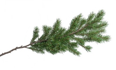 Isolated pine branch on white for festive designs